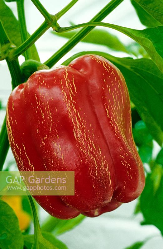 Capsicum - Chili Pepper - 'Titanic', single fruit with cracking on skin