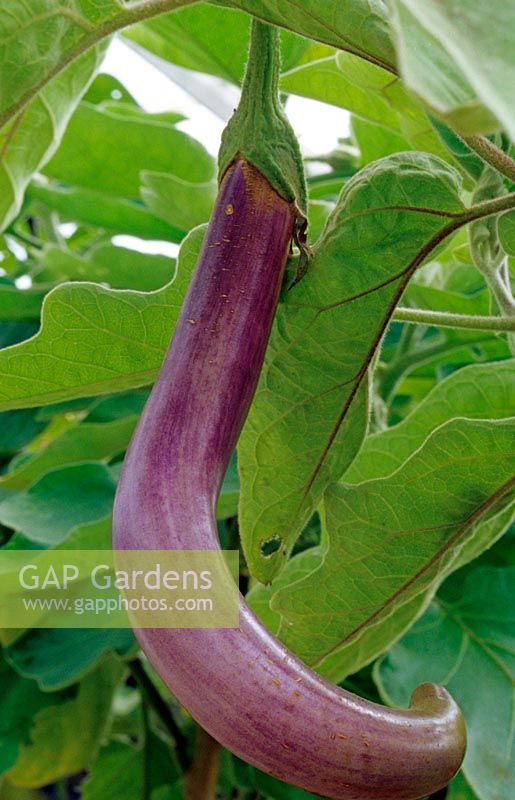  Solanum melongena - Aubergine - 'Tropic long, single long fruit
