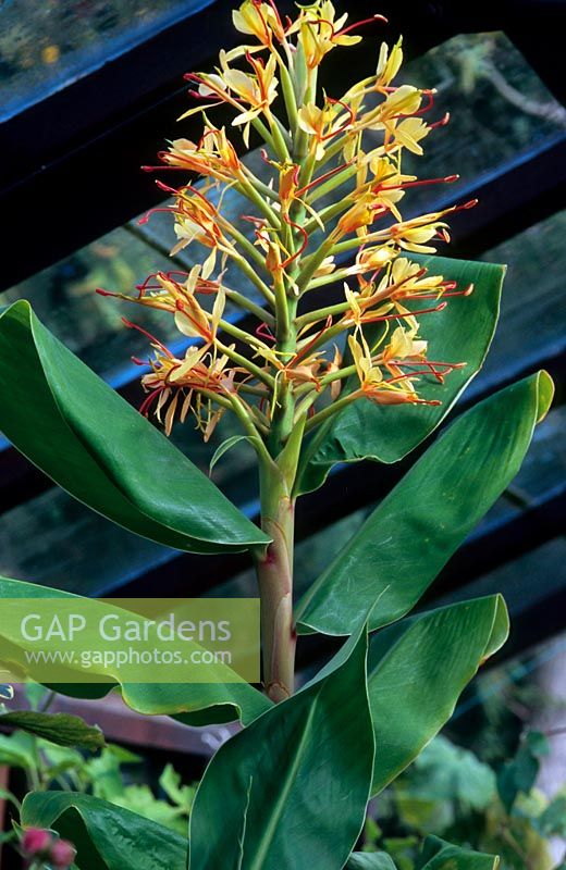 Hedychium gardnerianum - Ginger