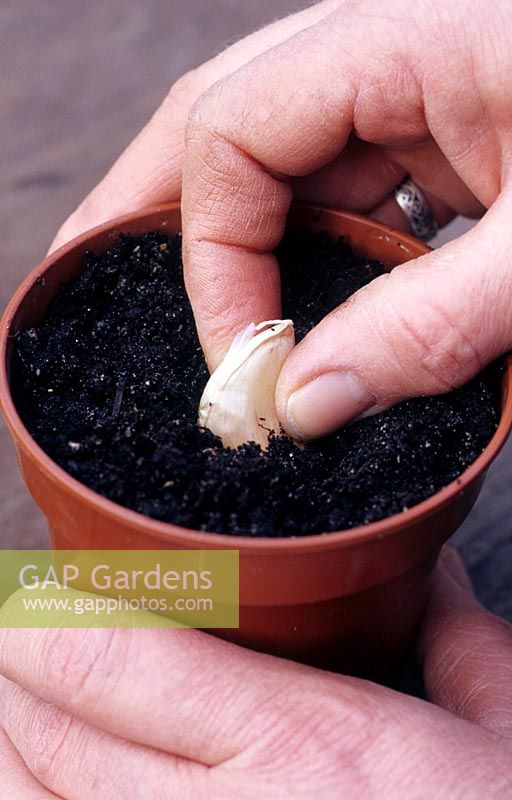 Planting Allium set - Garlic - in a pot 
