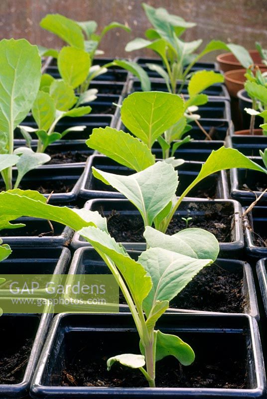 Young Cabbage 'Kingspi' plants in square plastic pots ready for planting out