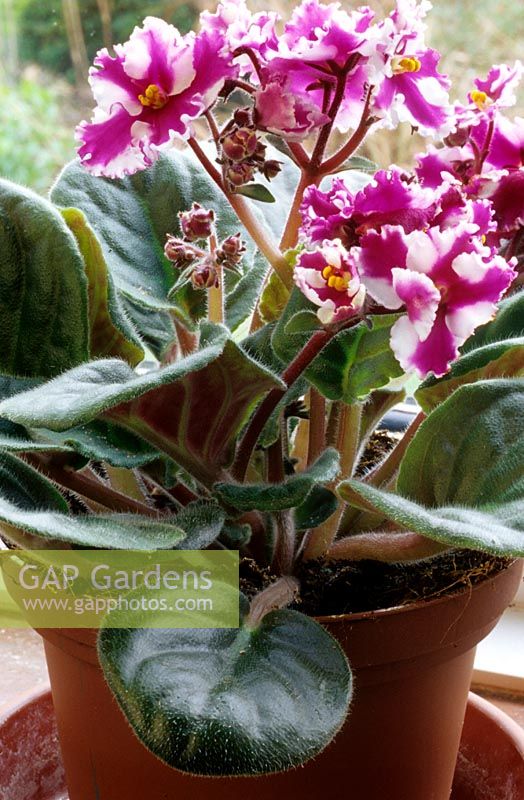 Saintpaulia chimera - African Violet - in a terracotta pot and saucer on a house windowsill