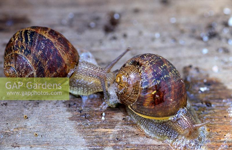 Snails on a greenhouse bench