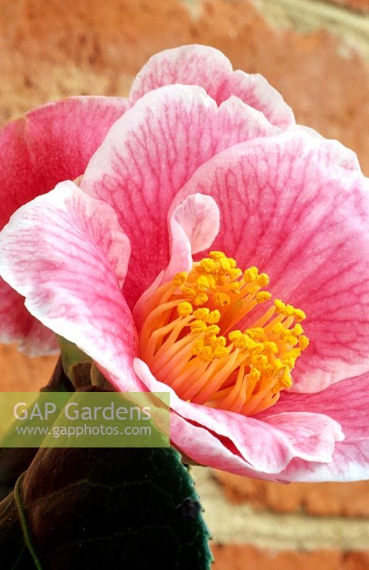 Camellia japonica 'Adelina Patti'