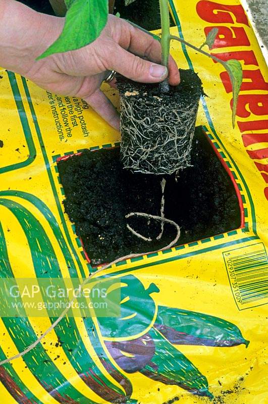 Planting a Tomato plant into a growing bag with a square cut away