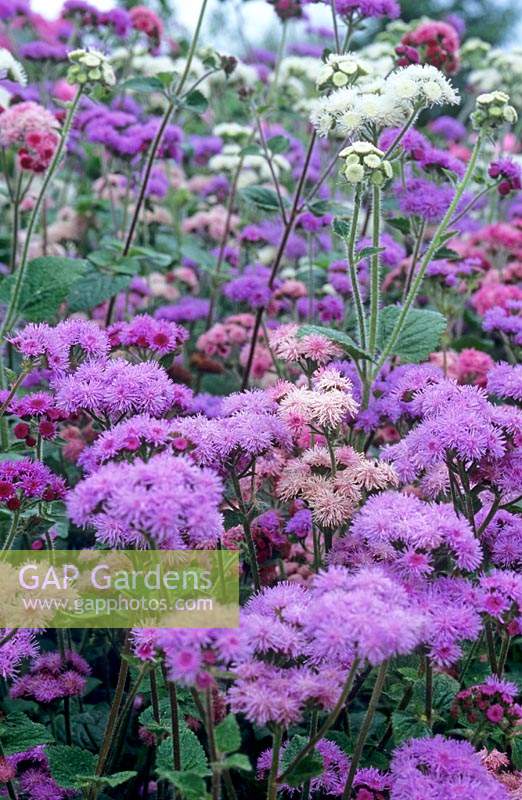 Ageratum 'timeless mixed'.