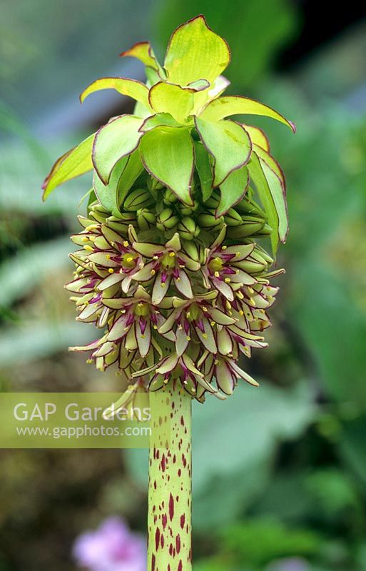 Eucomis bicolor - Pineapple Flower