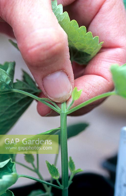 Pinching out the tip from an Agastache Foeniculum - Anise Hyssop