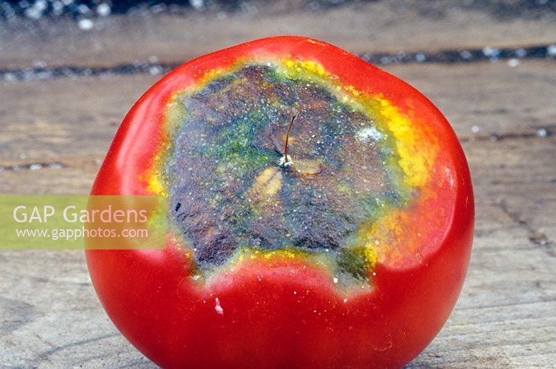 Tomato with blossom end rot.