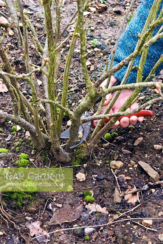 Blackcurrant pruning sequence 4 - Removing old branch.