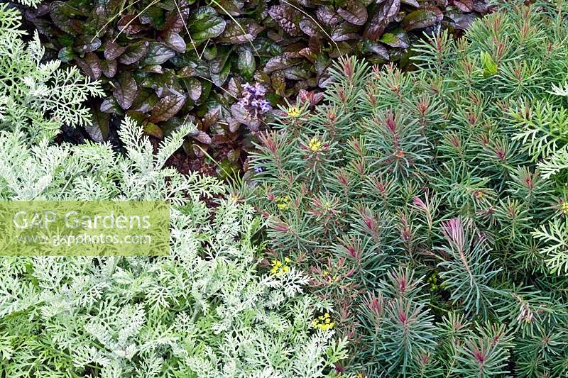 Foliage combination in a border with Pittosporum tenuifolium: Anthemis cupaniana and Ajuga reptans 'Atropurpurea': Euphorbia cyparissus 'Fens Ruby'.