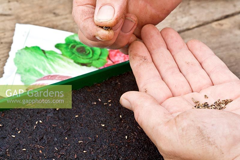 Sowing salad seeds into a shallow tray in a greenhouse.