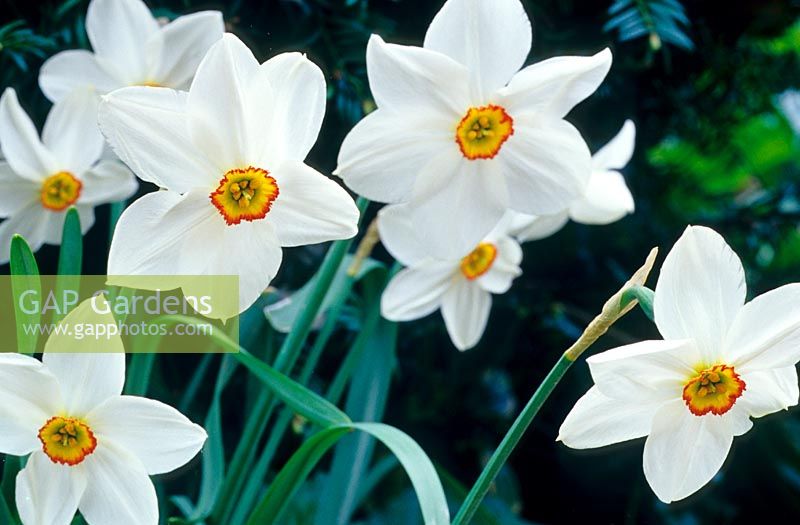 Narcissus 'Merlin' - daffodil.