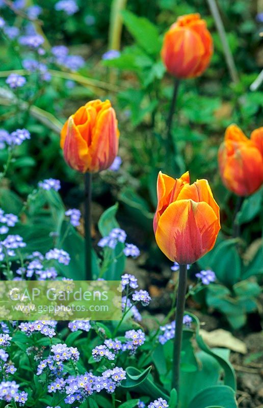 Tulipa 'Prinses irene' underplanted with forget-me-not 'Myosotis sylvatica'.