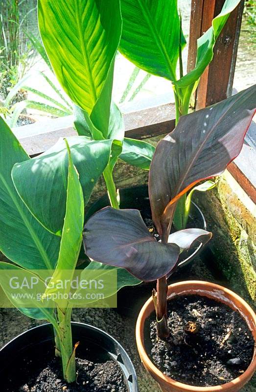 Canna plants in pots forced on in a greenhouse