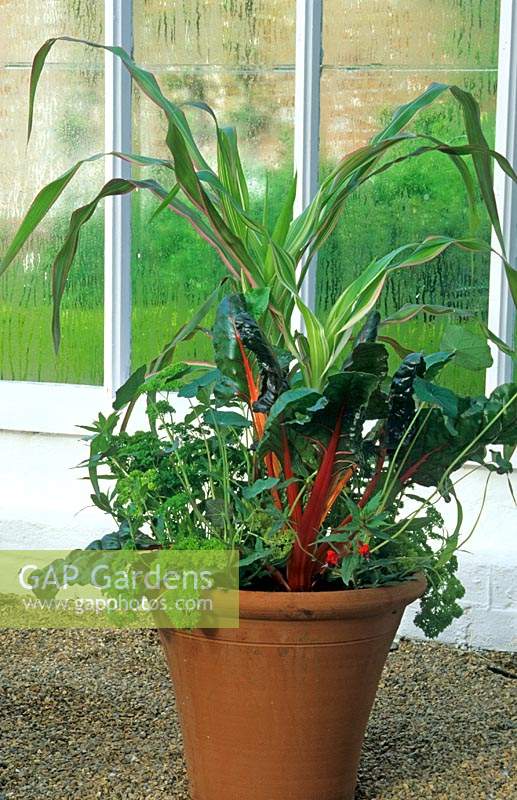 Terracotta pot planted with mixed vegetables, including: Sweetcorn, Swiss Chard and Parsley 