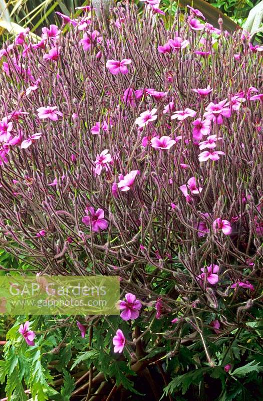 Geranium maderense - Giant Herb Robert