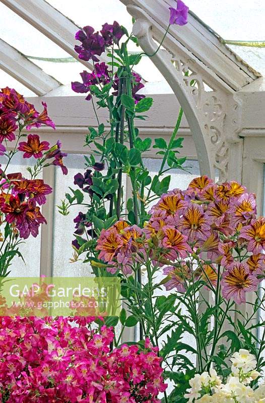 Salpiglossis schizanthus and Lathyrus odorata - Sweet Pea - plants displayed in a Victorian greenhouse