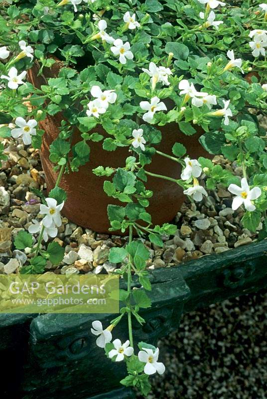 Sutera cordata in a pot on a gravel bed on a metal greenhouse bench