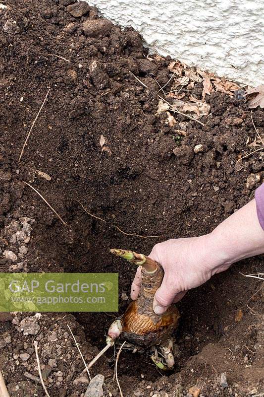 Planting a Crinum x powellii bulb in a hole in border soil