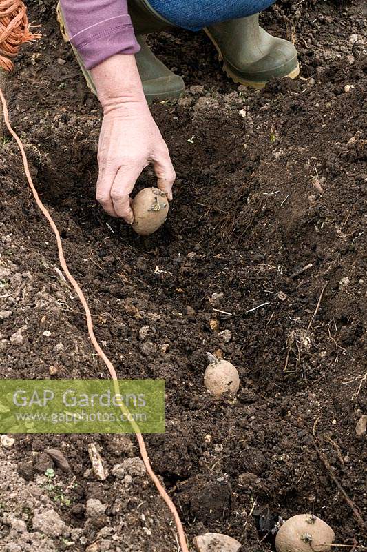 Planting second early Potatoes in the ground, spacing out sprouted tubers into the base of trench 30cm apart