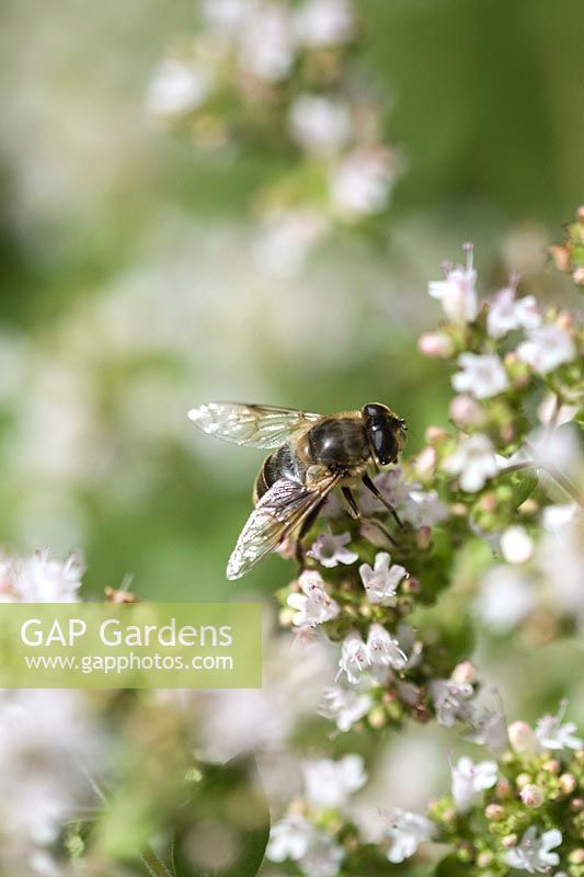 A Hoverfly on Marjoram flowers