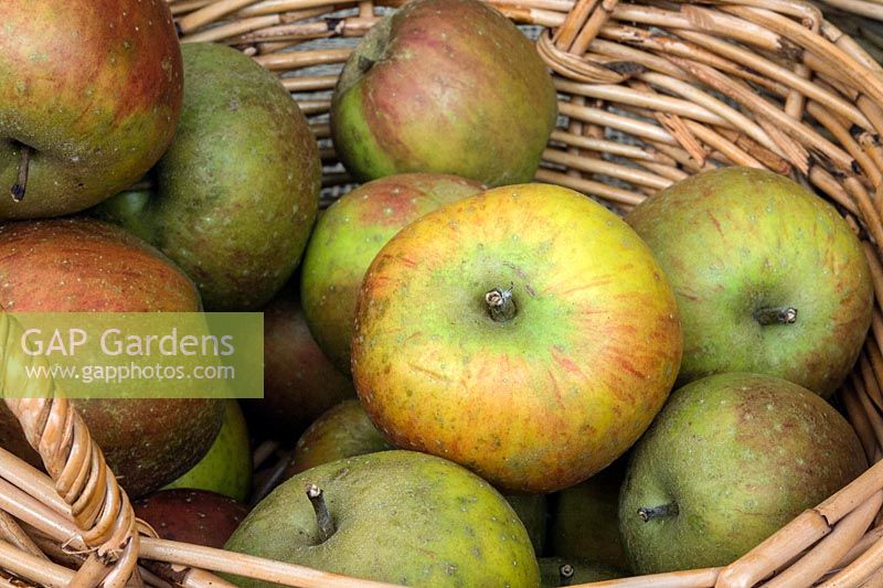 Malus domestica 'Claygate Permain' - Apple - picked fruit in a wicker basket