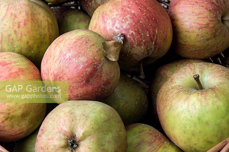 Malus domestica 'Cornish Aromatic' - apple.