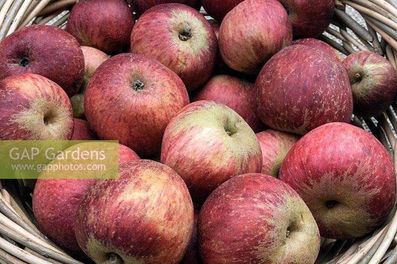 Malus domestica 'Kingston Black' - Apple - picked fruit in a basket