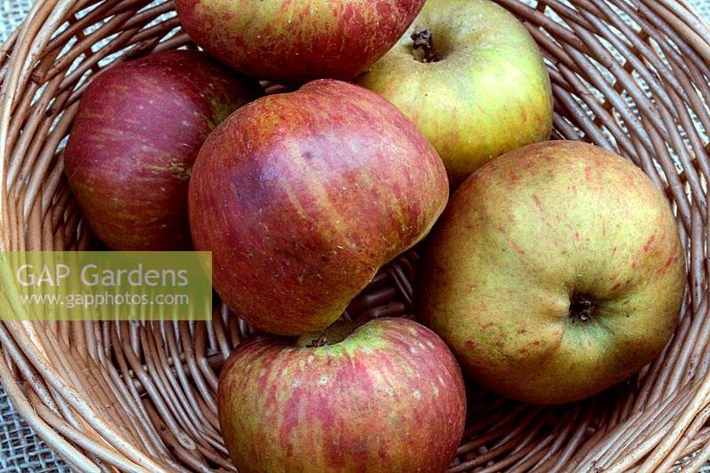 Malus domestica 'Sweet Cleave' - apple.