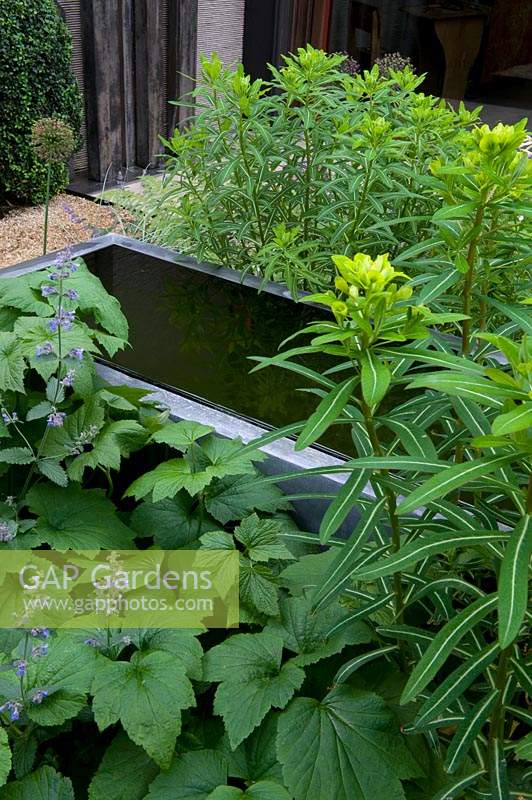 Raised pool is surrounded by grasses, ferns and flowering perennials  in contemporary garden. 