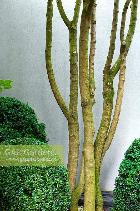 Multi-stemmed Acer campestre grows in corner of garden with and clipped Buxus mounds. 