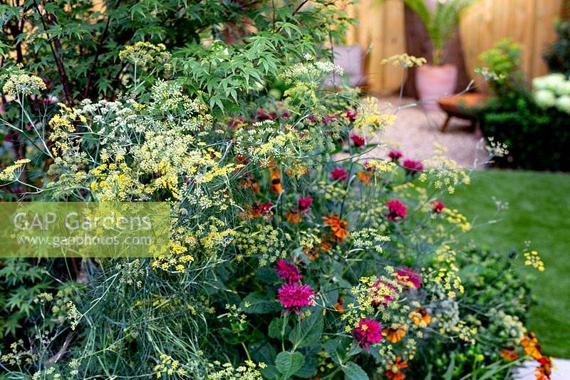Central border in West London garden - featuring Monarda Fire Ball, Foeniculum vulgare Purpureum, Helenium Moerheim Beauty, Acer palmatum.