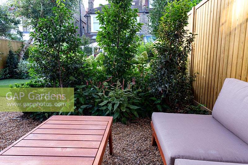 Lower gravel covered patio area in West London garden, with sofas and wood table - planting includes Prunus lusitancia Angustifolia, Persicaria Orange Field, Carpinus betulus Frans Fontaine.