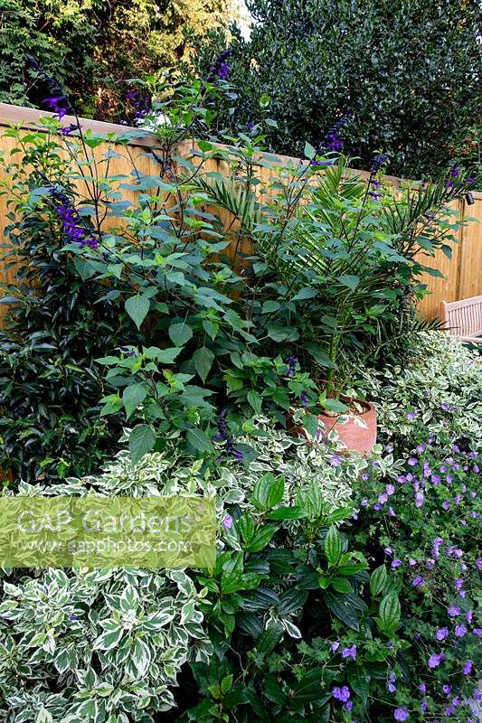 Border in West London garden - featuring Geranium Azure Rush, Viburnum davidii, Cornus alba Sibirica Variegata, Salvia Amistad.