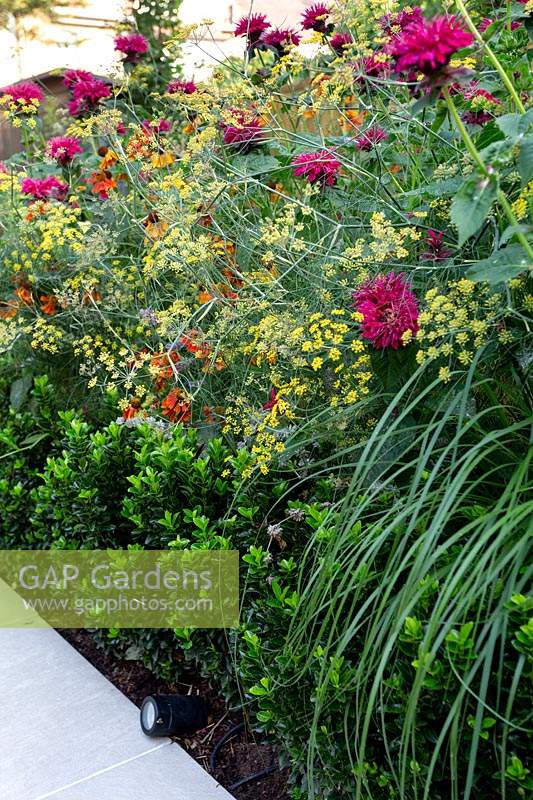 Central border in West London garden - featuring Monarda Fire Ball, Foeniculum vulgare Purpureum, Helenium Moerheim Beauty,