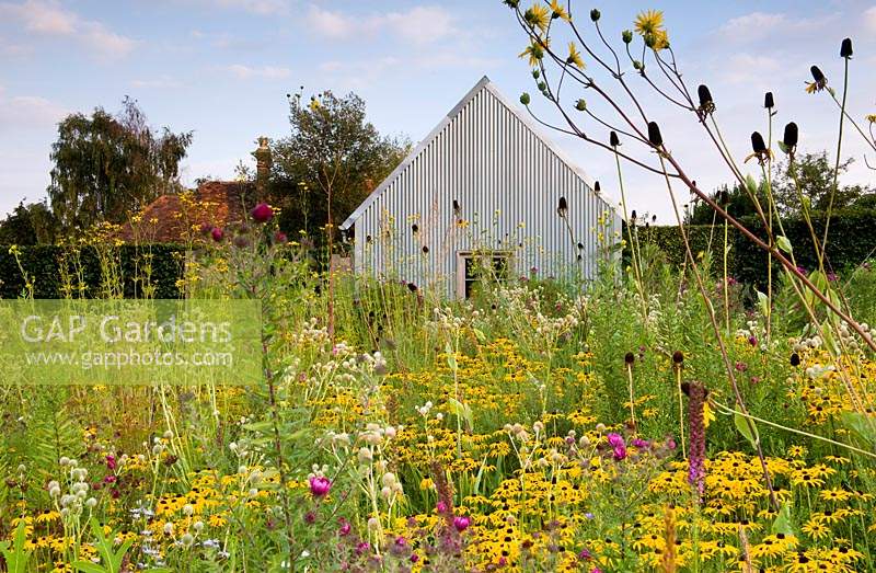 Naturalistic planting scheme with yellow-flowering Rudbeckia