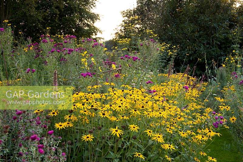 Pink and yellow flowering perennials in naturalistic planting scheme. 