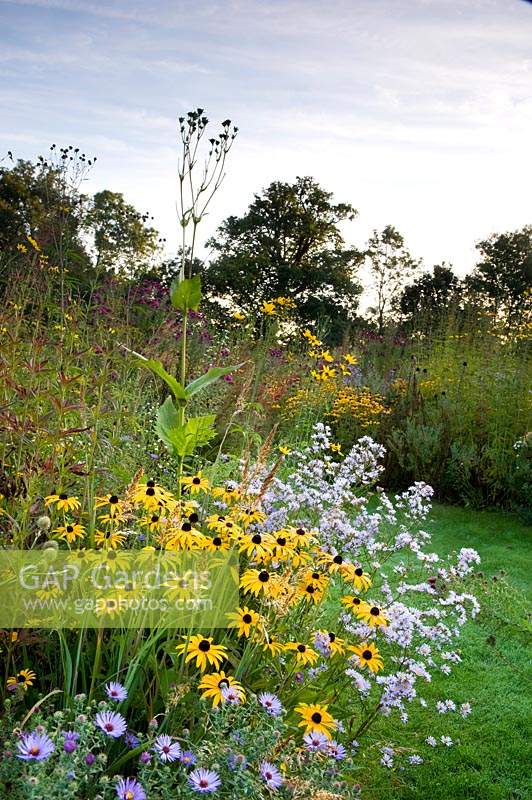 Naturalistic planting scheme with yellow-flowering Rudbeckia and Aster. 