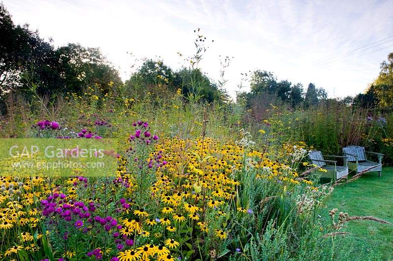 Naturalistic planting scheme with yellow-flowering Rudbeckia and pink-flowering Aster.