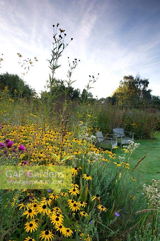Naturalistic planting scheme with yellow-flowering Rudbeckia and pink-flowering Aster.