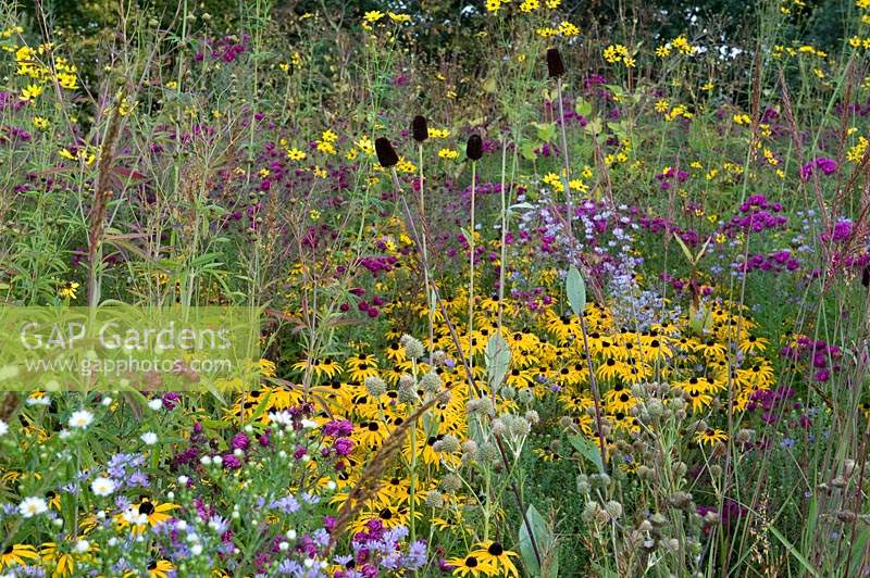 Naturalistic planting scheme with yellow-flowering Rudbeckia