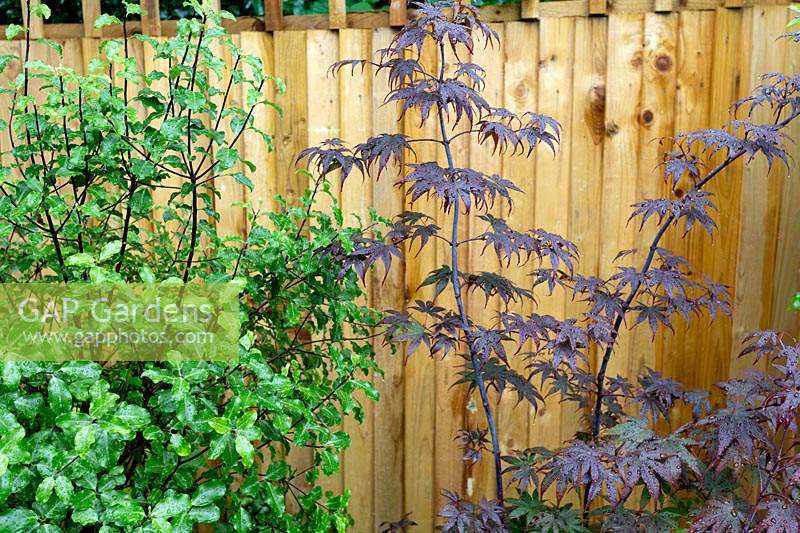 Contemporary garden in West London  - planting includes Acer Bloodgood, Pittosporum tenuifolium Cratus