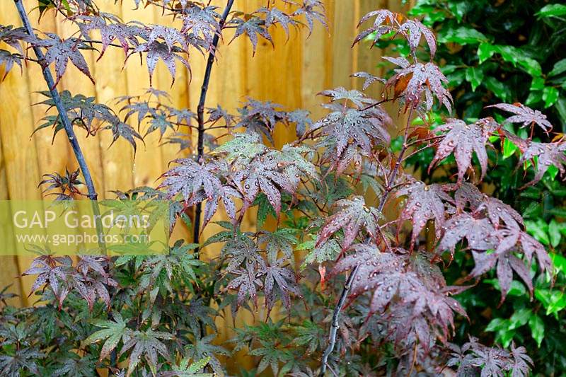 Contemporary garden in West London  - planting includes Acer Bloodgood