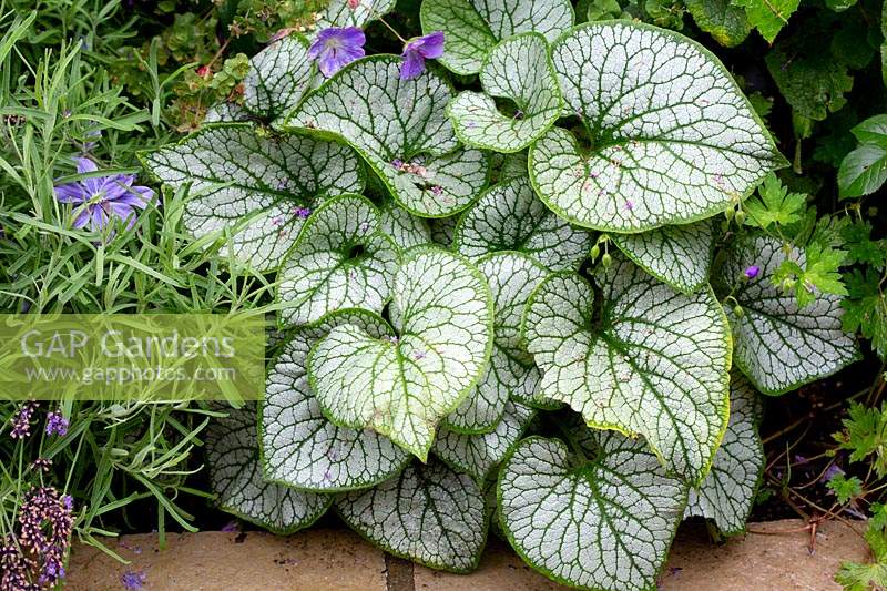 Contemporary garden in West London Planting includes Brunnera macrophylla Jack Frost, Lavendula angustifolia Hidcote