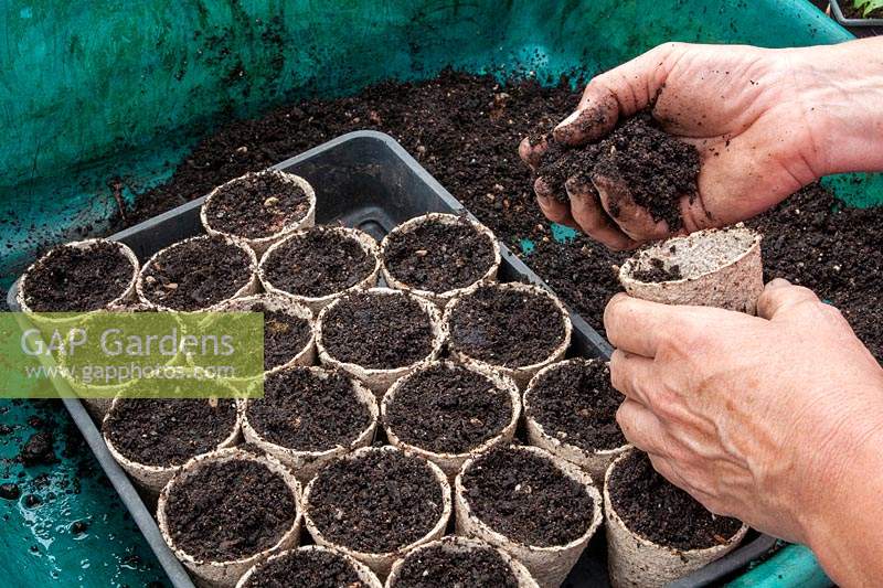 Sowing Calendula - Pot Marigold - in fibre pots filled with just-moist potting compost, seed tray used to support pots
