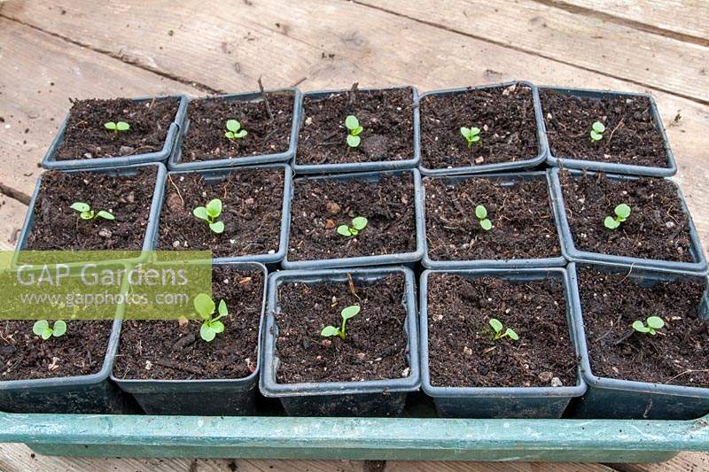 Pricking out seedlings of Pansy 'Rococca mixed' individully into small plastic pots