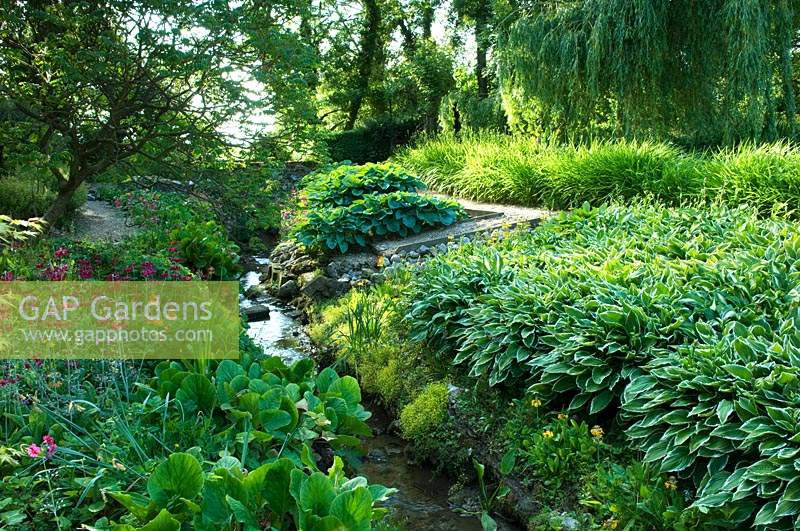 Stream running through bog garden, with naturalised planting of Hosta and Primula. 