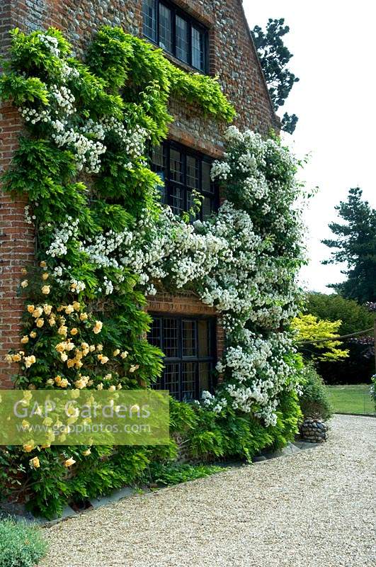 Flowering climbing Rosa Rambling Rector and Wisteria growing against house. Hindringham Hall, Norfolk, UK