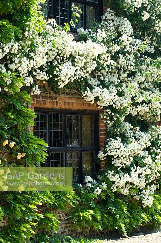 Flowering climbing Rosa - Rose Rambling Rector and Wisteria growing against house. Hindringham Hall, Norfolk, UK